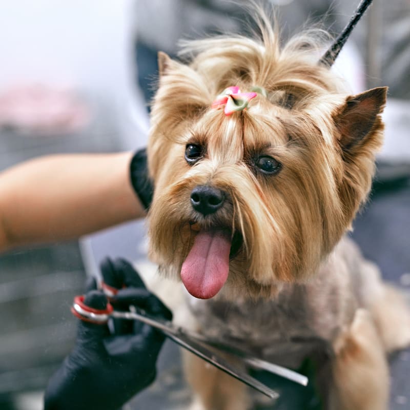 Mission Viejo Mobile Dog Grooming