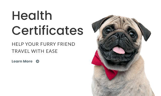 Angel AH -  Pet Travel Certificates in Farmington Hills
